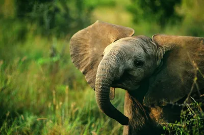 Красивые слоны во время сафари в национальном парке Tarangire Танзании  Стоковое Фото - изображение насчитывающей развилки, табун: 182543226