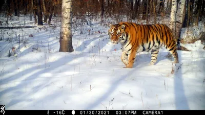 Подростки везде одинаковые: банда редких и любопытных тигрят вышла к людям  в Приморье - KP.RU