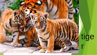 Милые пушистые тигрята. 🐅🐅🐅 мега …» — создано в Шедевруме