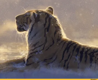 Королевский» тигр — единственный в своем роде. Чем он отличается от других  тигров? | Заметки о животных | Дзен