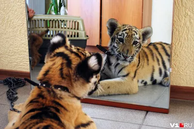 Сногсшибательно красивый играть тигров Амура Стоковое Фото - изображение  насчитывающей квартир, преобладать: 115560302