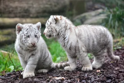 За ушком погладить не дают»: ростовский зоопарк рассказал о характере своих  тигров — Перекресток