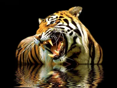 Тигры (немного качественных фоток) » uCrazy.ru - Источник Хорошего  Настроения