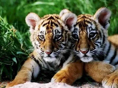 Тигры - красивые картинки (100 фото) • Прикольные картинки и позитив