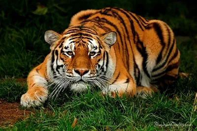 Фото Красивый тигр лежит в траве