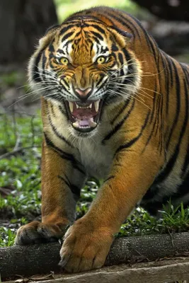Самые красивые тигры - картинки и фото koshka.top