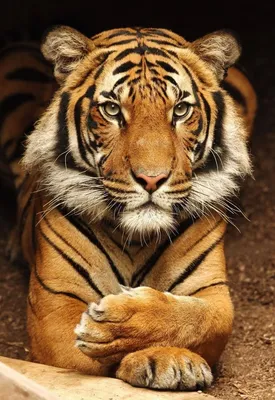 Очень красивый тигр - 57 фото