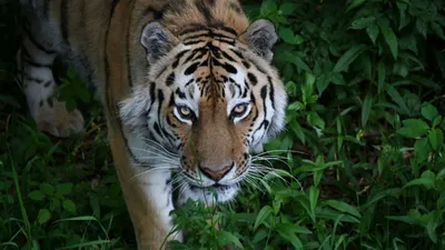 Красивые, но опасные: в России увеличивается популяция амурских тигров |  Пикабу