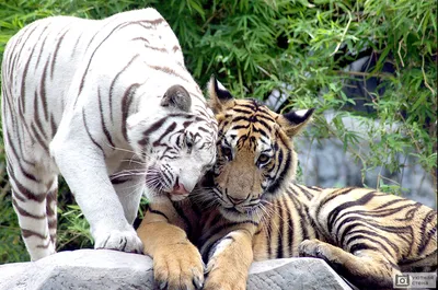 Фотообои \"Красивые тигры\" - Арт. 180290 | Купить в интернет-магазине Уютная  стена