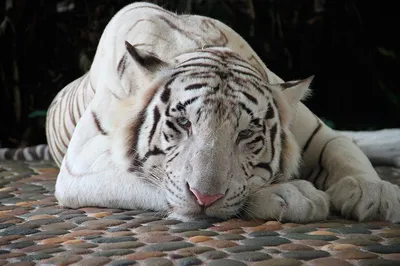 Опасный, но очень красивый хищник: сегодня отмечают Международный день тигра  | Общественно-политическая газета Долгоруковского района