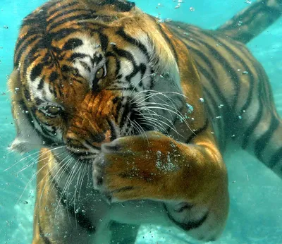 Красивые животные. Тигр