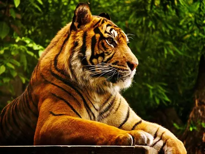 Красивый,Хищный,опасный тигр на …» — создано в Шедевруме