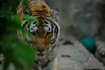 30 невероятных фотографий тигров: trasyy — LiveJournal