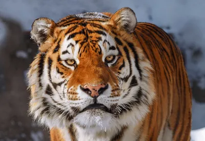 Красивый тигр - картинки и фото koshka.top