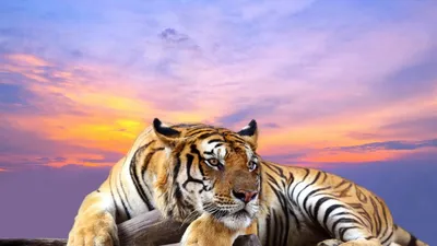 Сногсшибательно красивый играть тигров Амура Стоковое Фото - изображение  насчитывающей гоньба, сибиряк: 96076202
