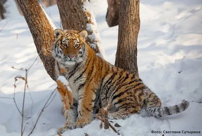 Обои на монитор | Красивые | тигры, тигр, зима, снег, арт