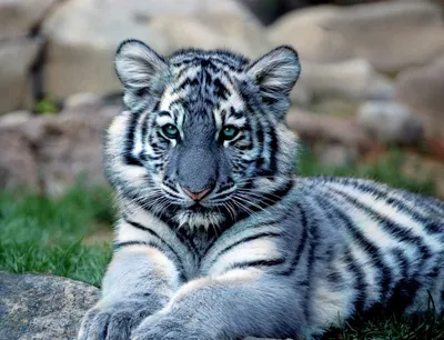 Самые красивые тигры - 63 фото