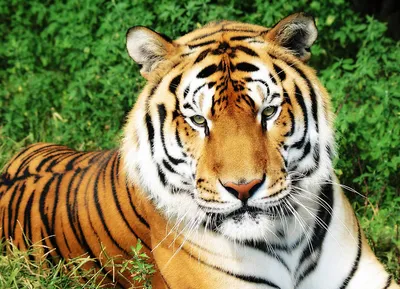 Картинки тигров на телефон - 75 фото
