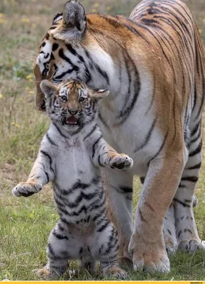 Самый красивый тигр в мире - красивые фото