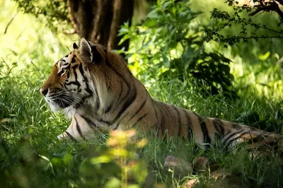 Тигр и тигренок очень красивые …» — создано в Шедевруме
