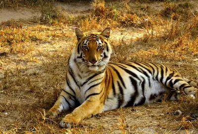 Фото Тигр на фоне листвы