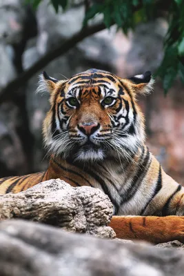 Фото Красивый тигр смотрит прямо на нас, by lsleofskye