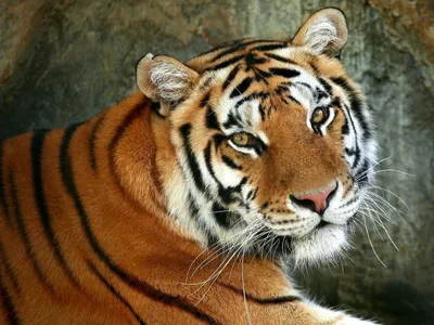 Тигр Хищник Шерсть - Бесплатное фото на Pixabay - Pixabay