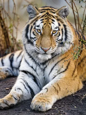 Дикий красивый тигр стоковое фото ©Deerphoto 116150406