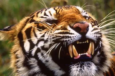 К чему снится тигр: толкование снов про тигра