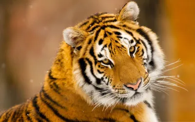 Красивые картинки с днем тигра, бесплатно скачать или отправить