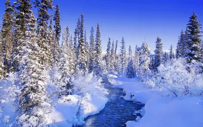 Леса зимой - фото и картинки: 32 штук