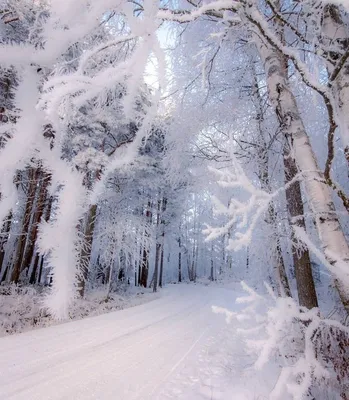 Красивая девушка в снегу зимой Стоковое Изображение - изображение  насчитывающей взгляд, холодно: 207918397