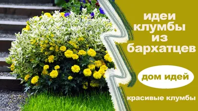 Вам цветы: где в Новосибирске самые красивые клумбы