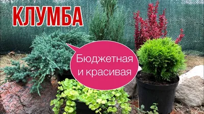 Клумбы у забора: что посадить - креативные идеи | Ландшафтный дизайн - фото  | GreenPost