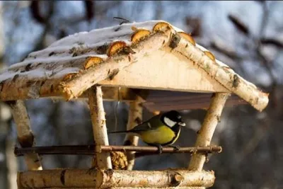 Посетители московских парков смогут установить кормушки для птиц - Recycle