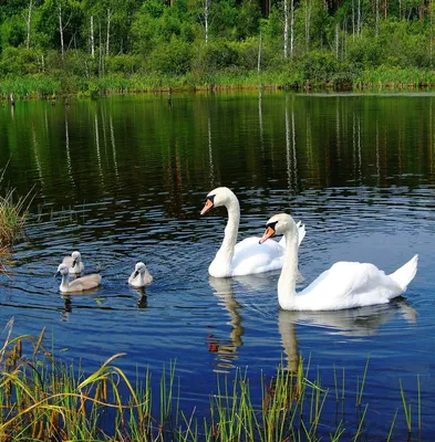 красивые лебеди плавают на воде озера. Стоковое Изображение - изображение  насчитывающей биографической, естественно: 269189887