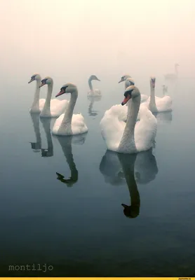 красивые белые лебеди кликуны плавают в незамерзающем зимнем озере место  зимовки лебедей Фото Фон И картинка для бесплатной загрузки - Pngtree