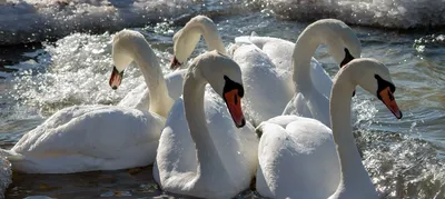 Лебеди профессиональное фото, красиво…» — создано в Шедевруме