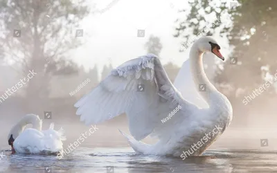 Красивые белые лебеди на воде ArtWall