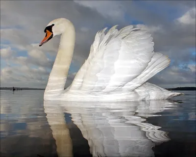 🦢 Лебеди на море — как картина красивая. Просто великолепно! 😍 | Instagram
