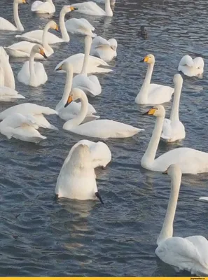 Бесплатное изображение: вид сбоку, красивые, лебедь, Сумерки, на берегу  озера, водные птицы, птица, озеро