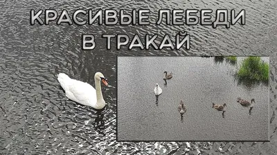 Купить картину алмазная мозаика «Красивые лебеди» 50x40 см, 40 цветов -  gamestil.ru