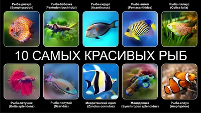 Самые красивые рыбы в мире | Мир животных | Дзен