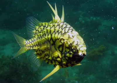 Красивые цветные морские рыбы красивые рыбы на морском дне и коралловых  рифах | Премиум Фото