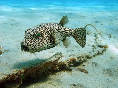 Красивые красные морские рыбы Морской фон Аквариум Стоковое Изображение -  изображение насчитывающей рыбы, ослабьте: 157293615