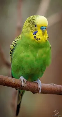 Красивые попугаи фото 62 фото