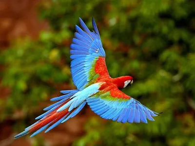Самые красивые попугаи (фото) | Huisdier vogel, Dieren mooi, Exotische  vogels