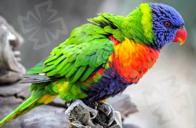 ТОП-16:Самых красивых попугаев в мире. | Smal1k23 | Дзен