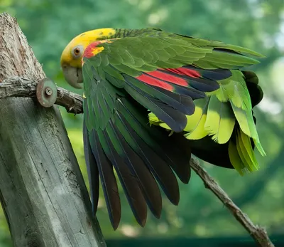 Самые красивые попугаи в мире ( + много ФОТО ) | Животные, Попугай, Птички