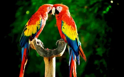 Цвета волнистых попугаев (30 фото) | Детеныши животных, Фотографии  животных, Красивые птицы